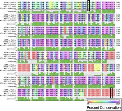 Inhibition of DNA Methylation in Picochlorum soloecismus Alters Algae Productivity